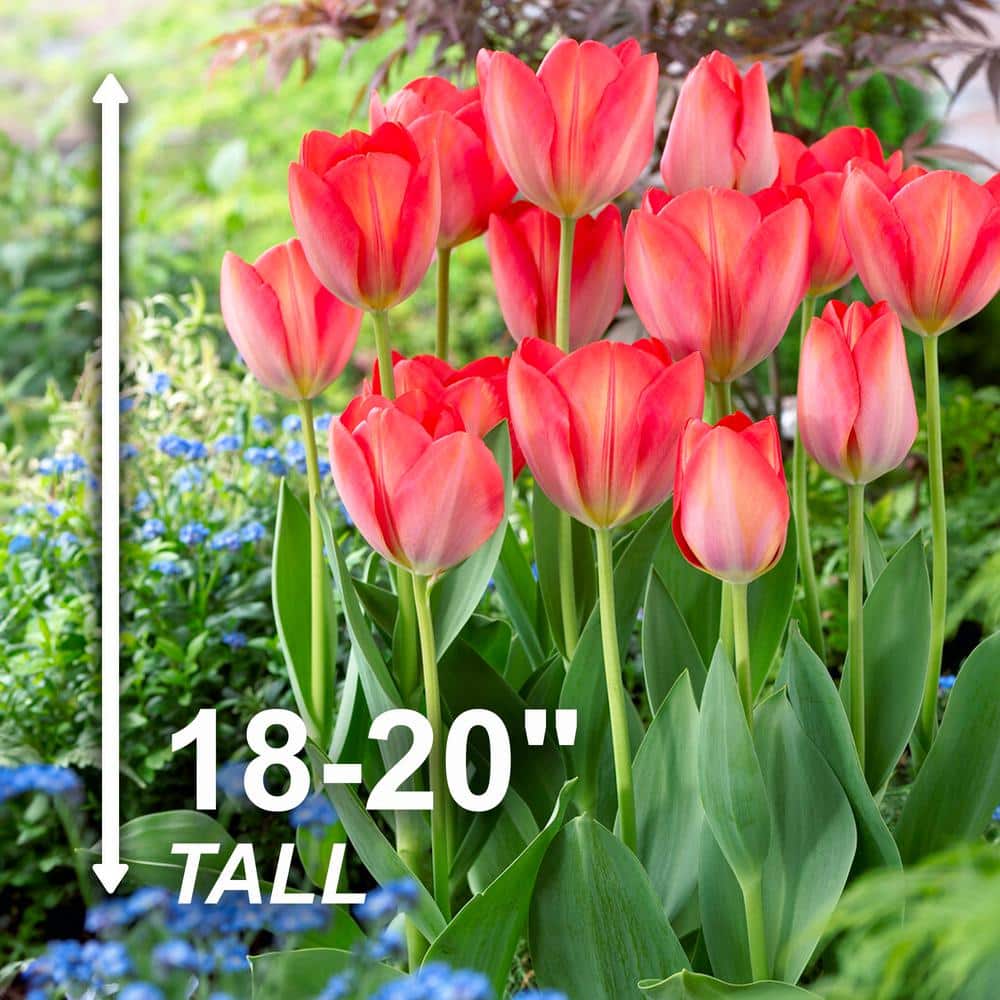  12/ Cm, Darwin Hybrid Orange Van Eijk Tulip Flower Bulbs (Bag Of 25)