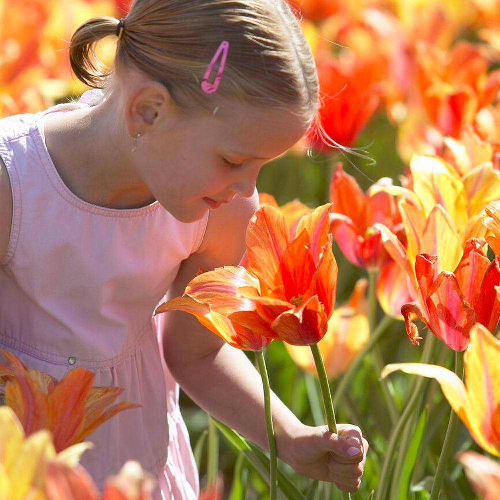  12/+ Cm, El Nino Single Late Tulip Flower Bulbs (Bag Of 100)