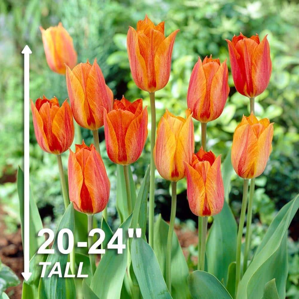  12/+ Cm, El Nino Single Late Tulip Flower Bulbs (Bag Of 100)