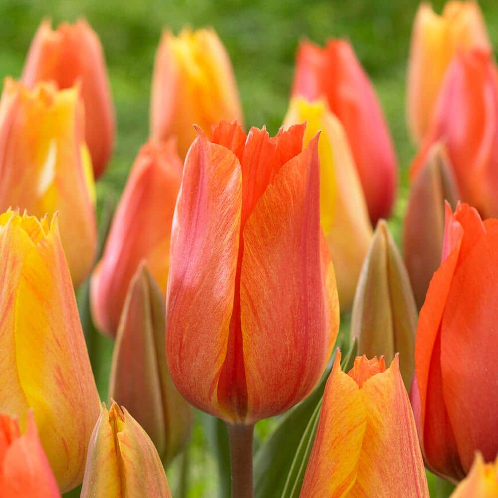  12/+ Cm, El Nino Single Late Tulip Flower Bulbs (Bag Of 100)