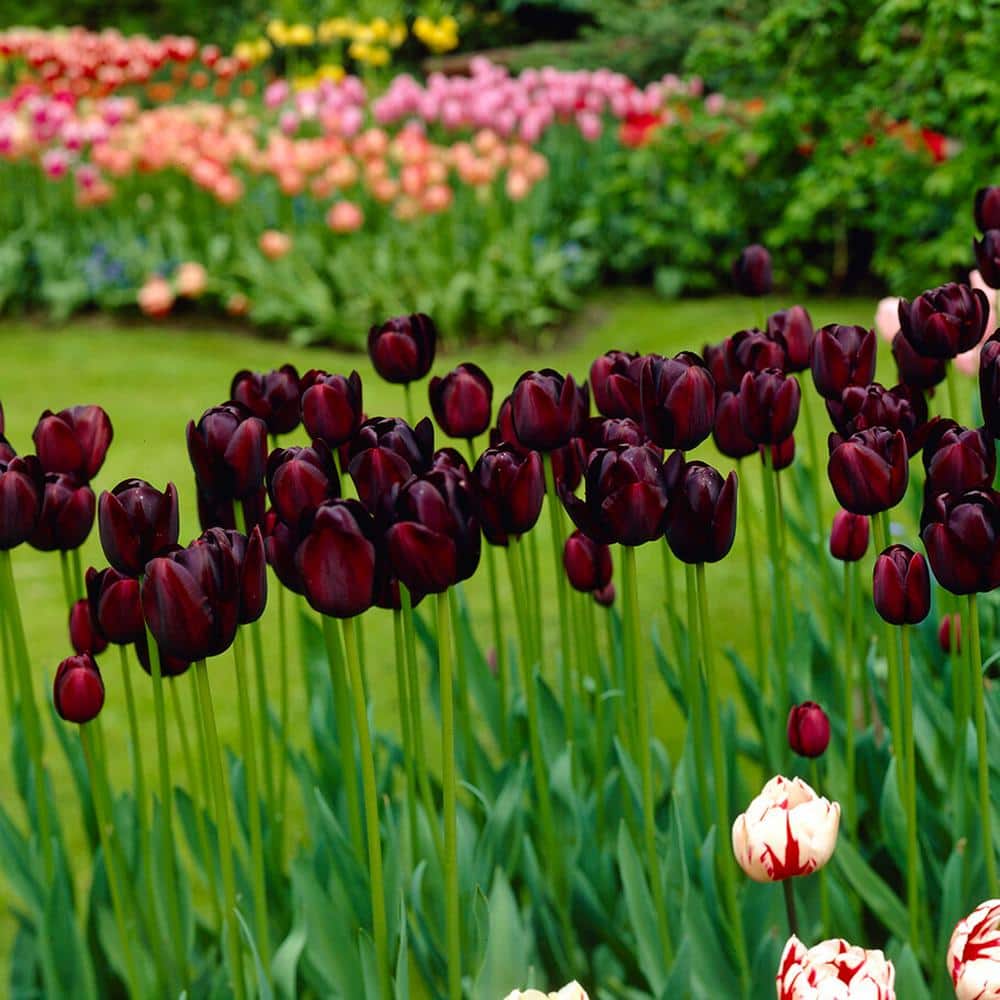  12/+ Cm, Queen Of The Night Single Late Tulip Flower Bulbs (Bag Of 50)