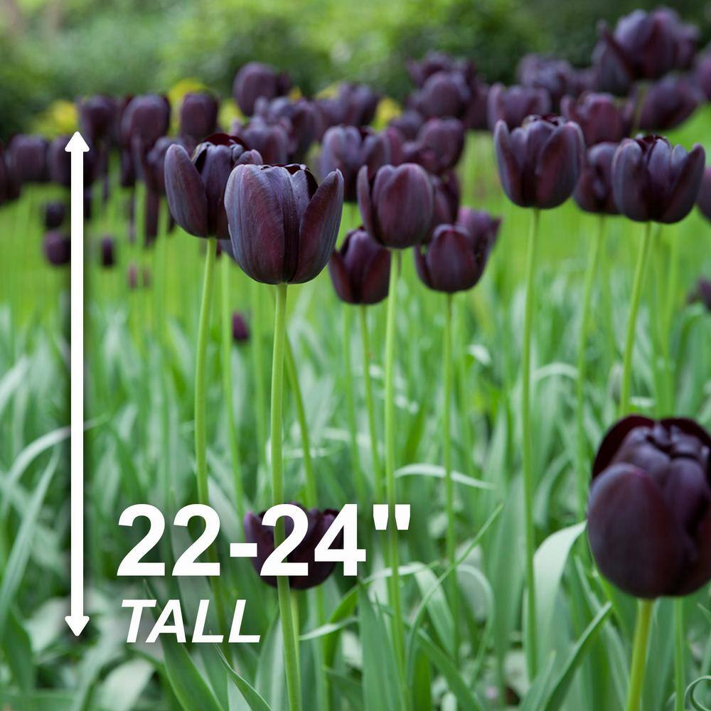  12/+ Cm, Queen Of The Night Single Late Tulip Flower Bulbs (Bag Of 50)