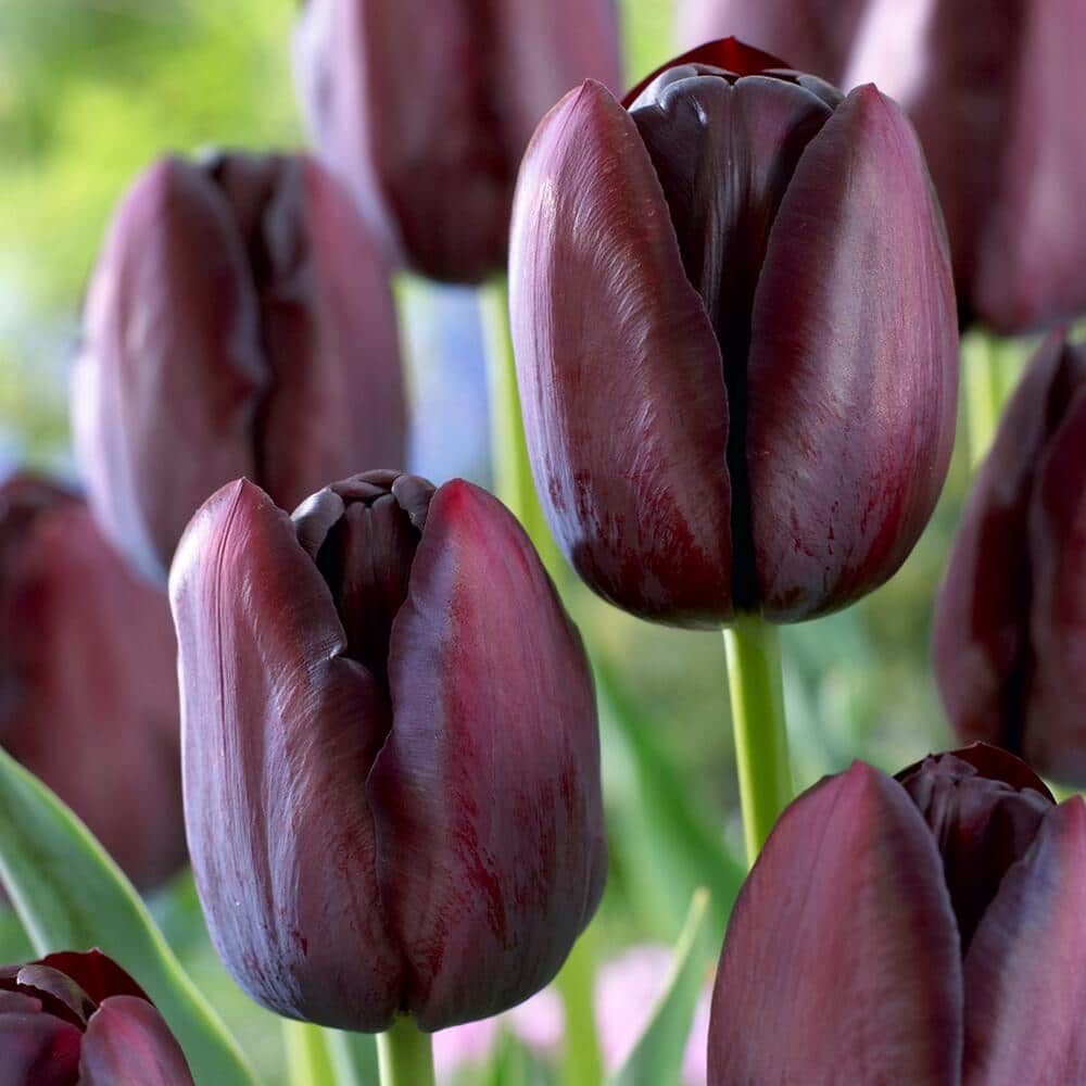  12/+ Cm, Queen Of The Night Single Late Tulip Flower Bulbs (Bag Of 50)