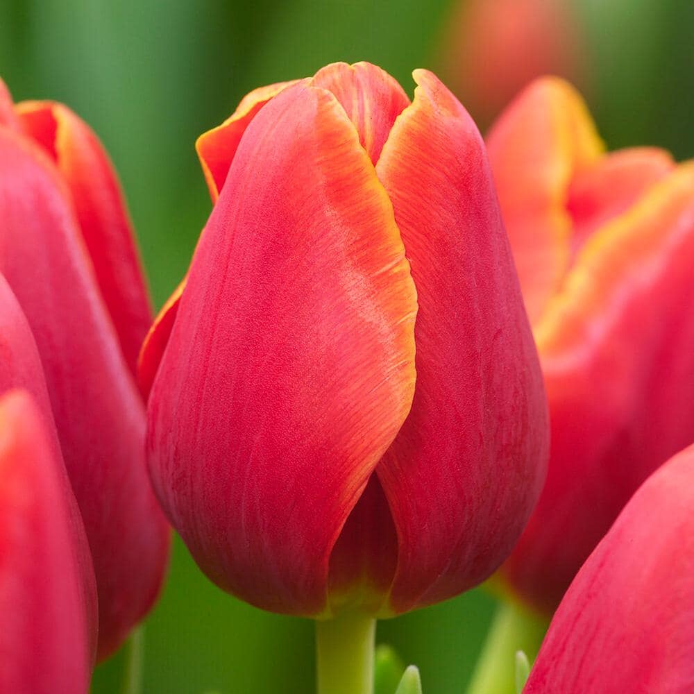  12/+ Cm, Triumph Verandi Tulip Flower Bulbs (Bag Of 250)