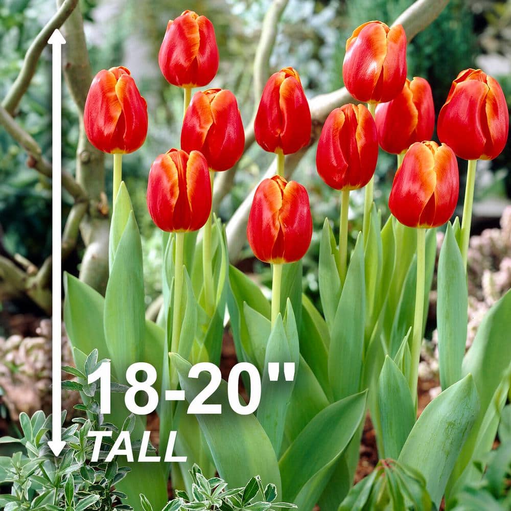  12/Plus Cm, Triumph Verandi Tulip Flower Bulbs (Bag Of 50)