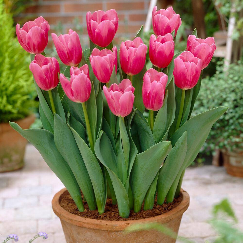  12/Plus Cm, Mistress Triumph Tulip Flower Bulbs, Pink (Bag Of 100)