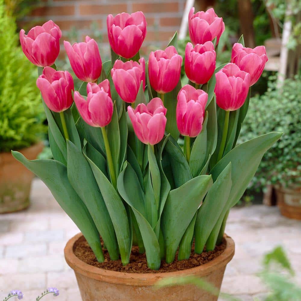  12/Plus Cm, Mistress Triumph Tulip Flower Bulbs, Pink (Bag Of 250)