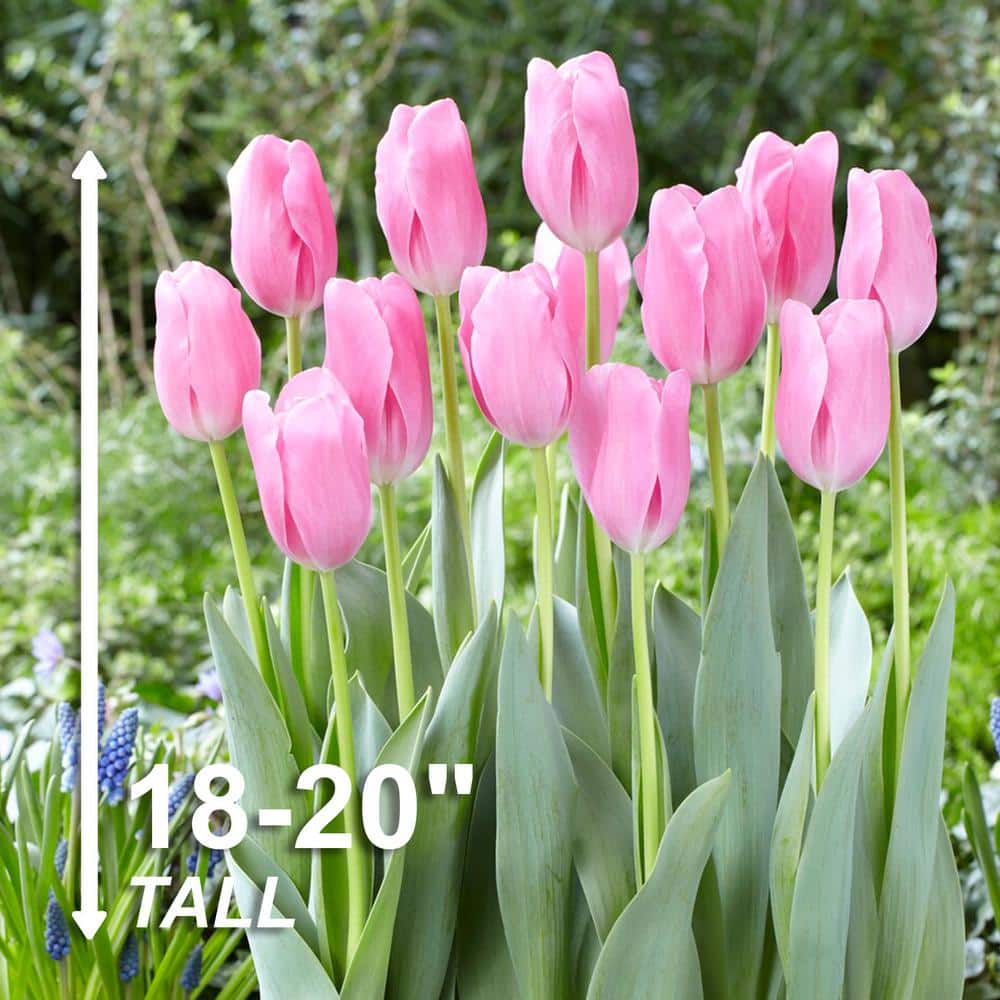  12/Plus Cm, Mistress Triumph Tulip Flower Bulbs, Pink (Bag Of 250)