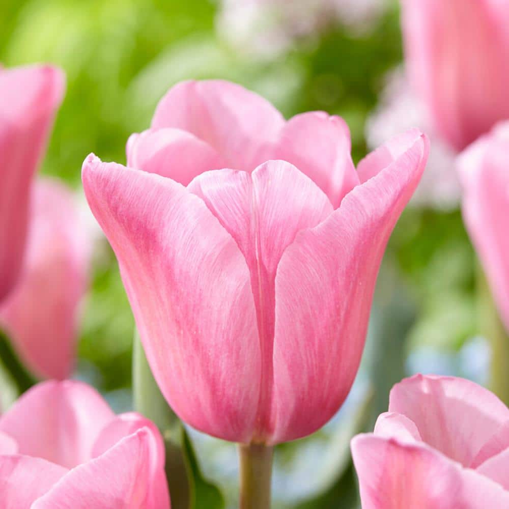  12/Plus Cm, Mistress Triumph Tulip Flower Bulbs, Pink (Bag Of 250)
