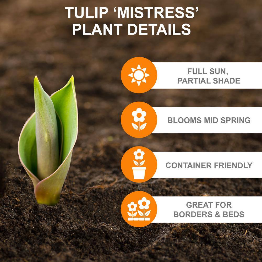  12/Plus Cm, Mistress Triumph Tulip Flower Bulbs, Pink (Bag Of 250)