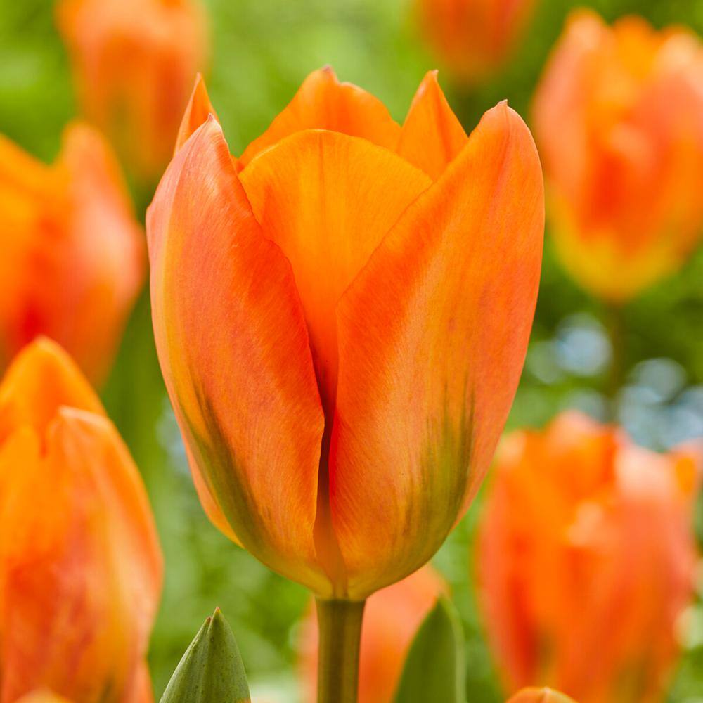  12/Plus Cm, Orange Emperor Fosteriana Tulip Flower Bulbs (Bag Of 100)