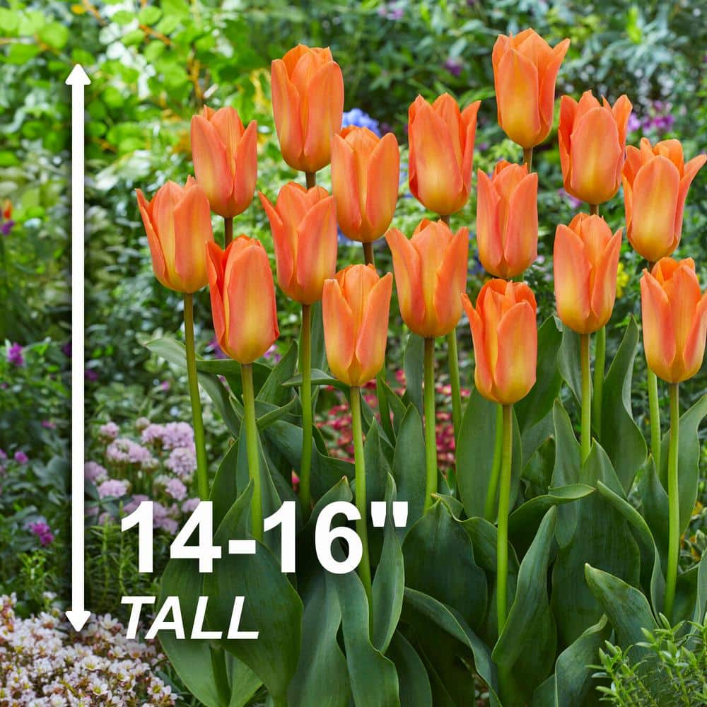  12/ Cm, Orange Emperor Fosteriana Tulip Flower Bulbs (Bag Of 25)
