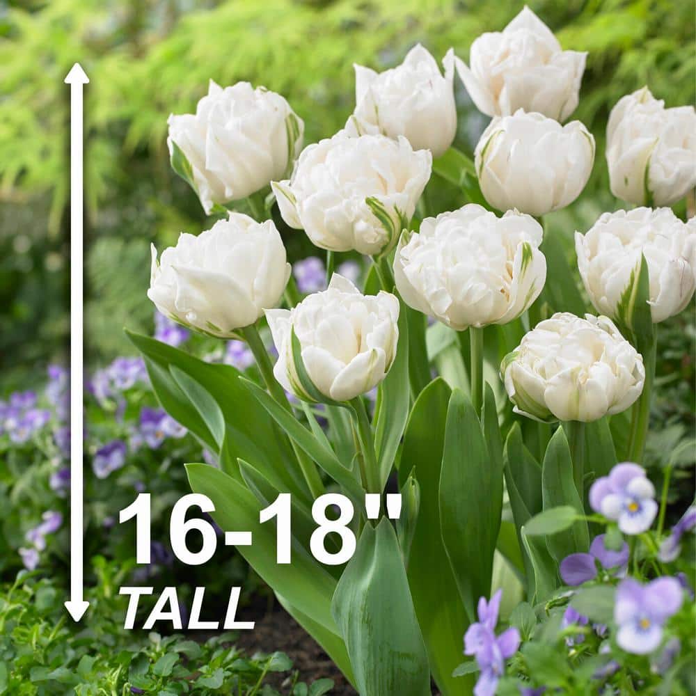  12/+ Cm, Mount Tacoma Double Late Tulip Bulbs, White (Bag Of 100)