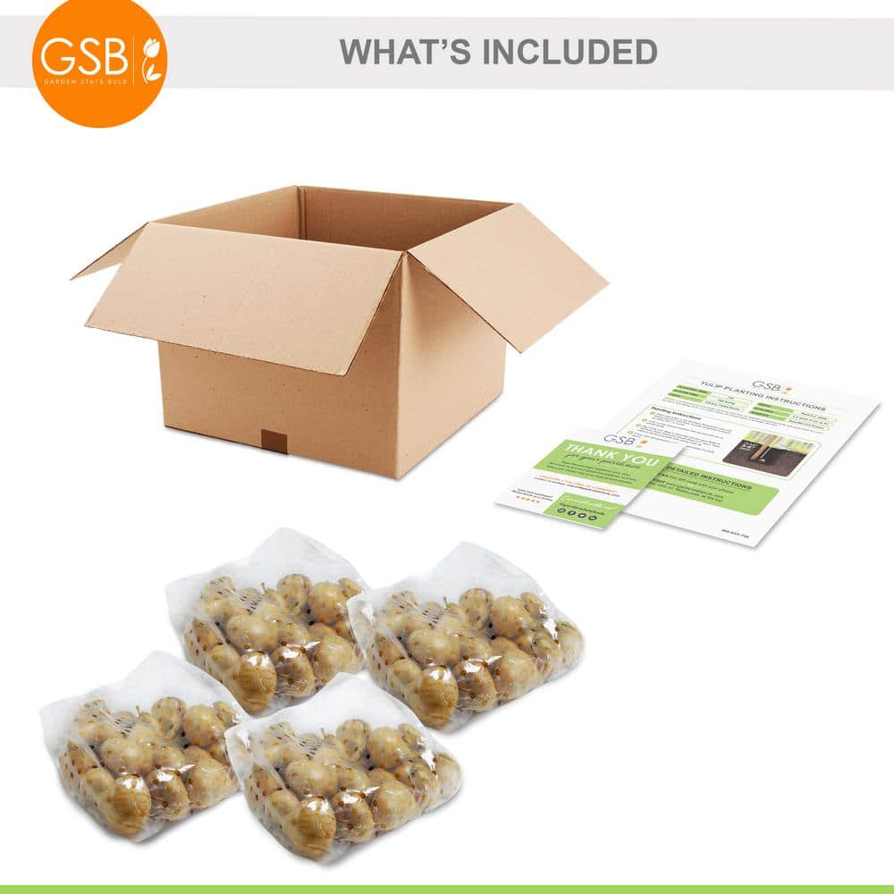 12/+ Cm, Mount Tacoma Double Late Tulip Bulbs, White (Bag Of 100)