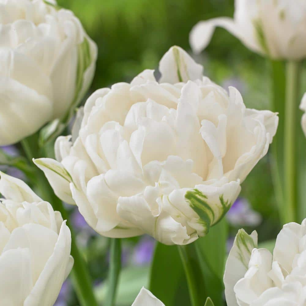  12/ Cm, Mount Tacoma Double Late Tulip Bulbs, White (Bag Of 25)
