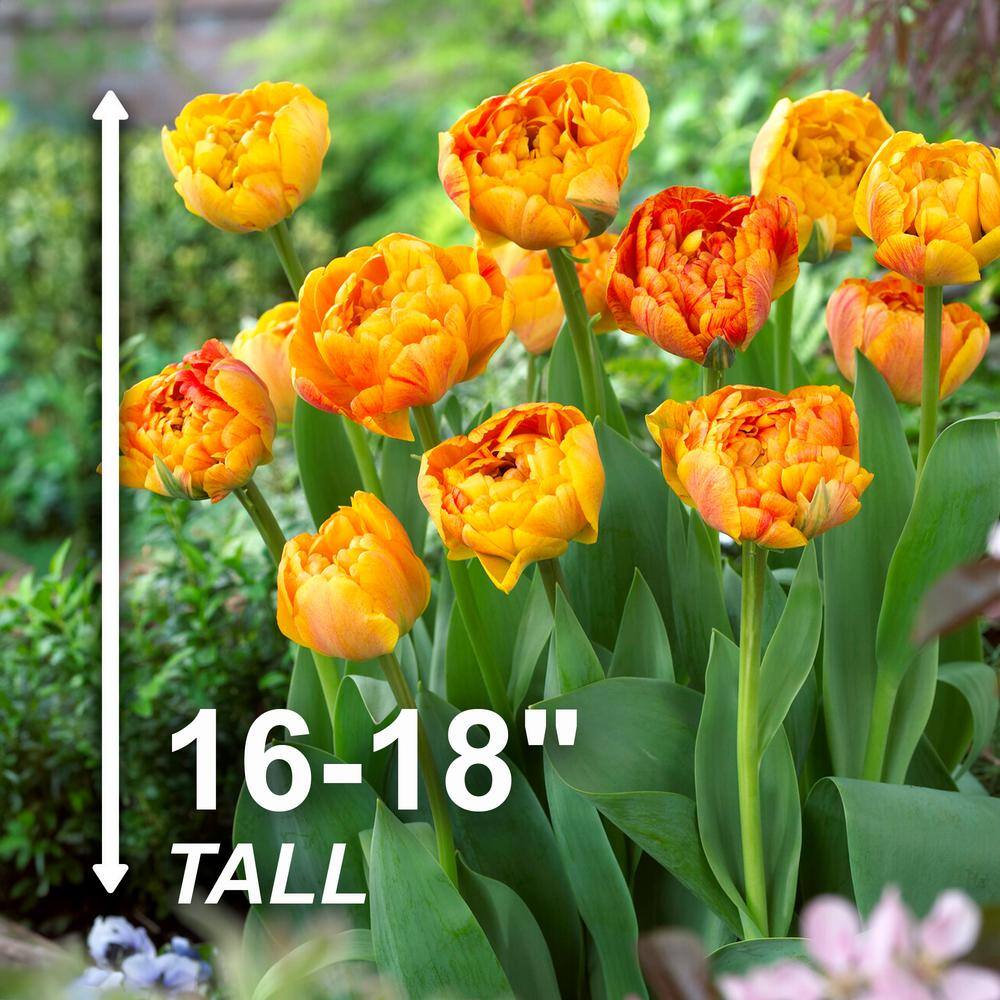  12/Plus Cm, Sun Lover Double Late Tulip Flower Bulbs (Bag Of 100)