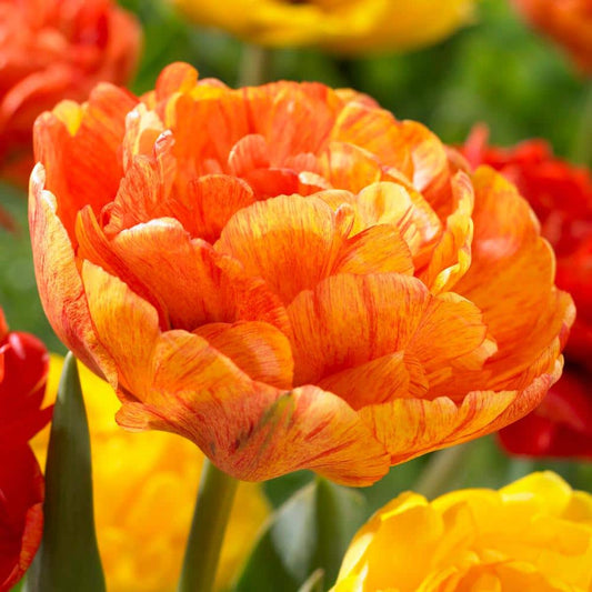  12/ Cm, Sunlover Double Late Tulip Bulbs, Orange (Bag Of 25)