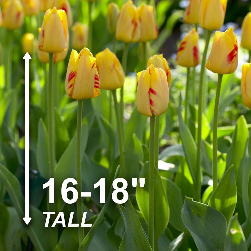  12/Plus Cm, Darwin Hybrid Olympic Flame Tulip Flower Bulbs (Bag Of 50)