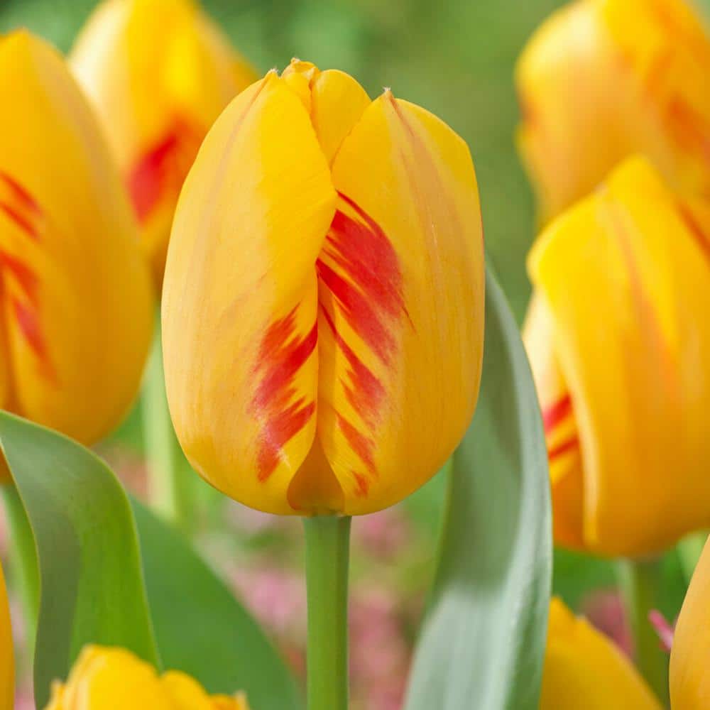  12/Plus Cm, Darwin Hybrid Olympic Flame Tulip Flower Bulbs (Bag Of 50)