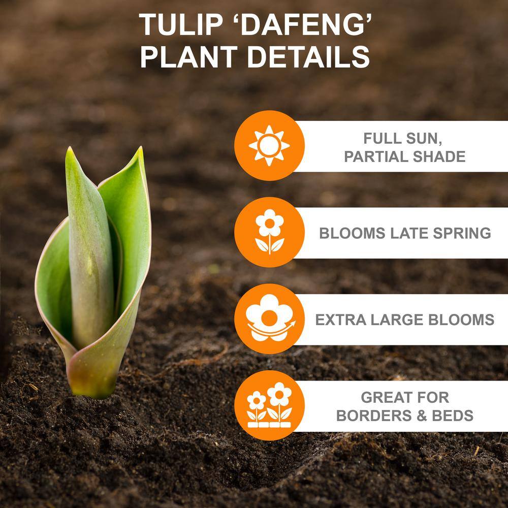  12/+ Cm, Darwin Hybrid Dafeng Tulip Flower Bulbs (Bag Of 100)