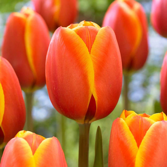  12/ Cm, Darwin Hybrid Dafeng Tulip Flower Bulbs (Bag Of 25)