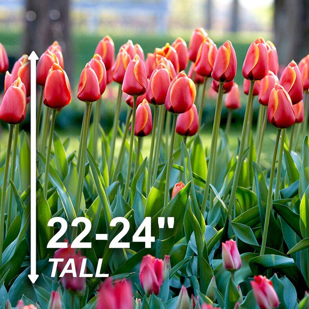  12/Plus Cm, Darwin Hybrid Dafeng Tulip Flower Bulbs (Bag Of 50)