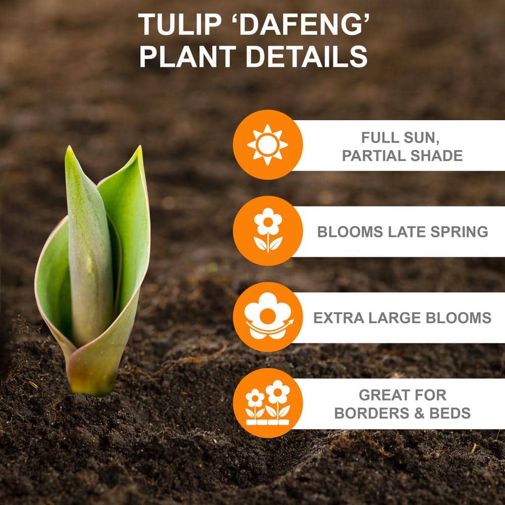  12/Plus Cm, Darwin Hybrid Dafeng Tulip Flower Bulbs (Bag Of 50)