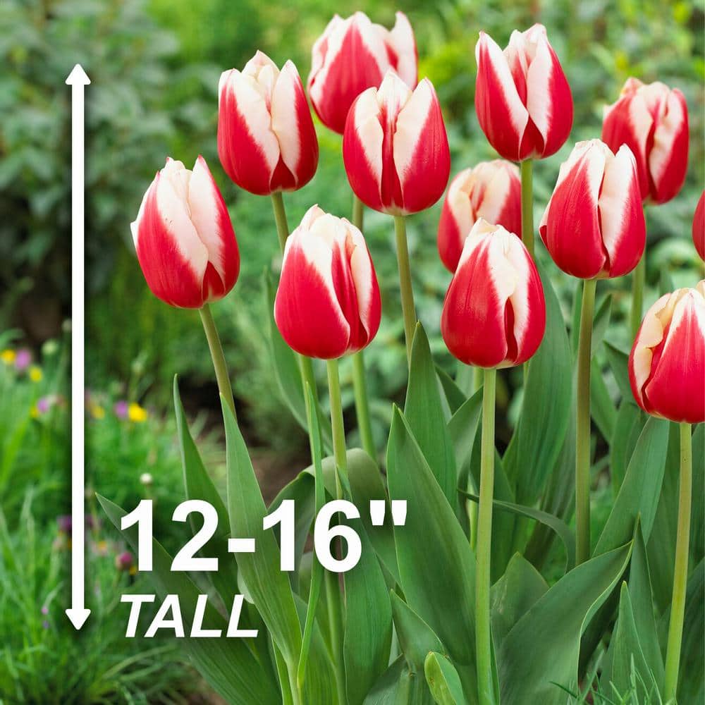  12/+ Cm, Markant Triumph Tulip Flower Bulbs (Bag Of 100)