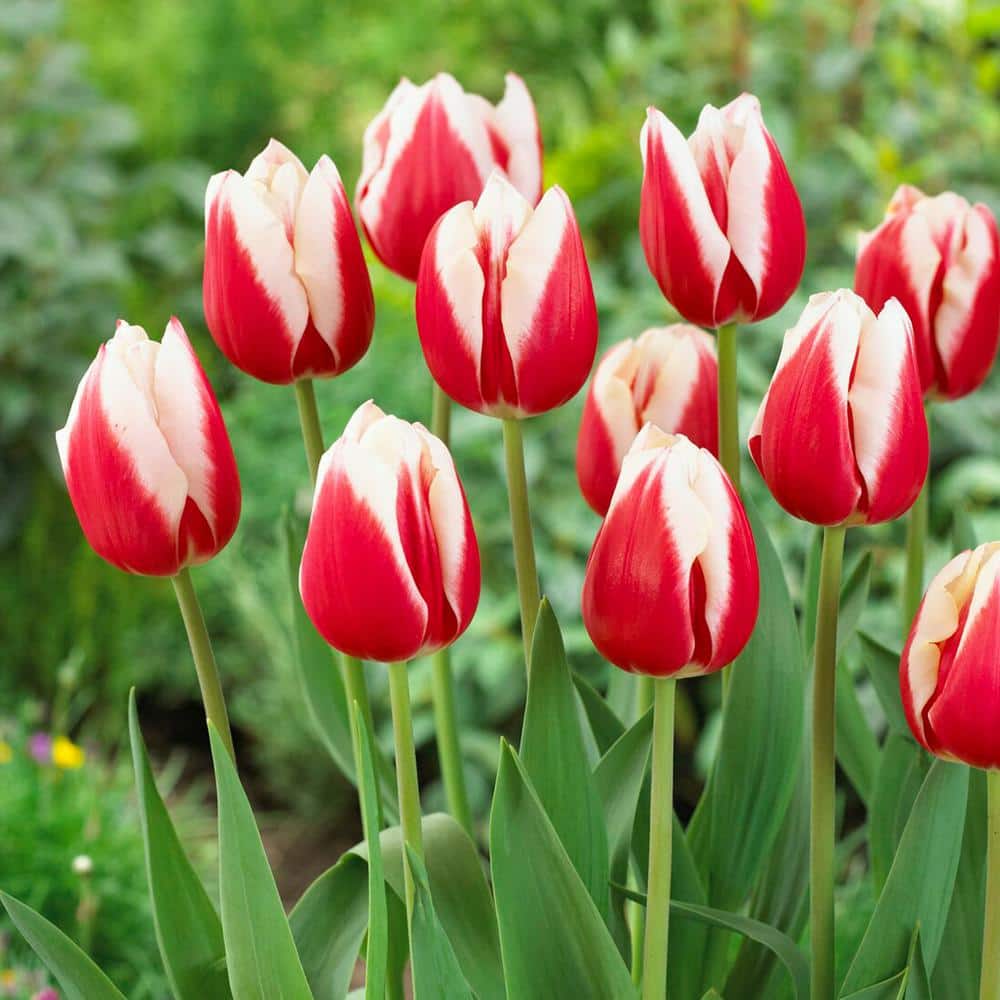  12/+ Cm, Markant Triumph Tulip Flower Bulbs (Bag Of 50)