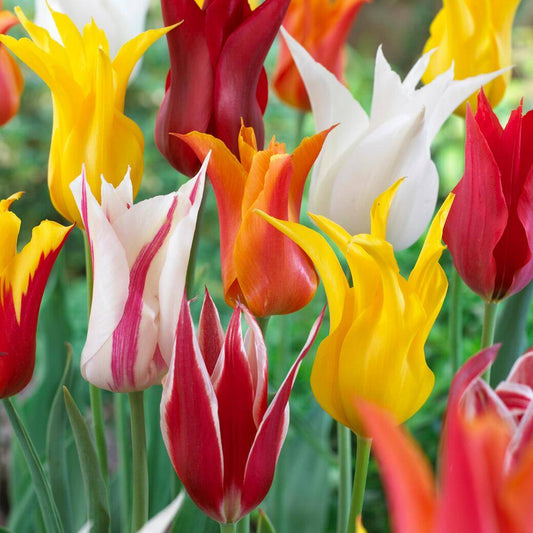  12/ Cm, Lily Flowering Mix Tulip Flower Bulbs (Bag Of 25)