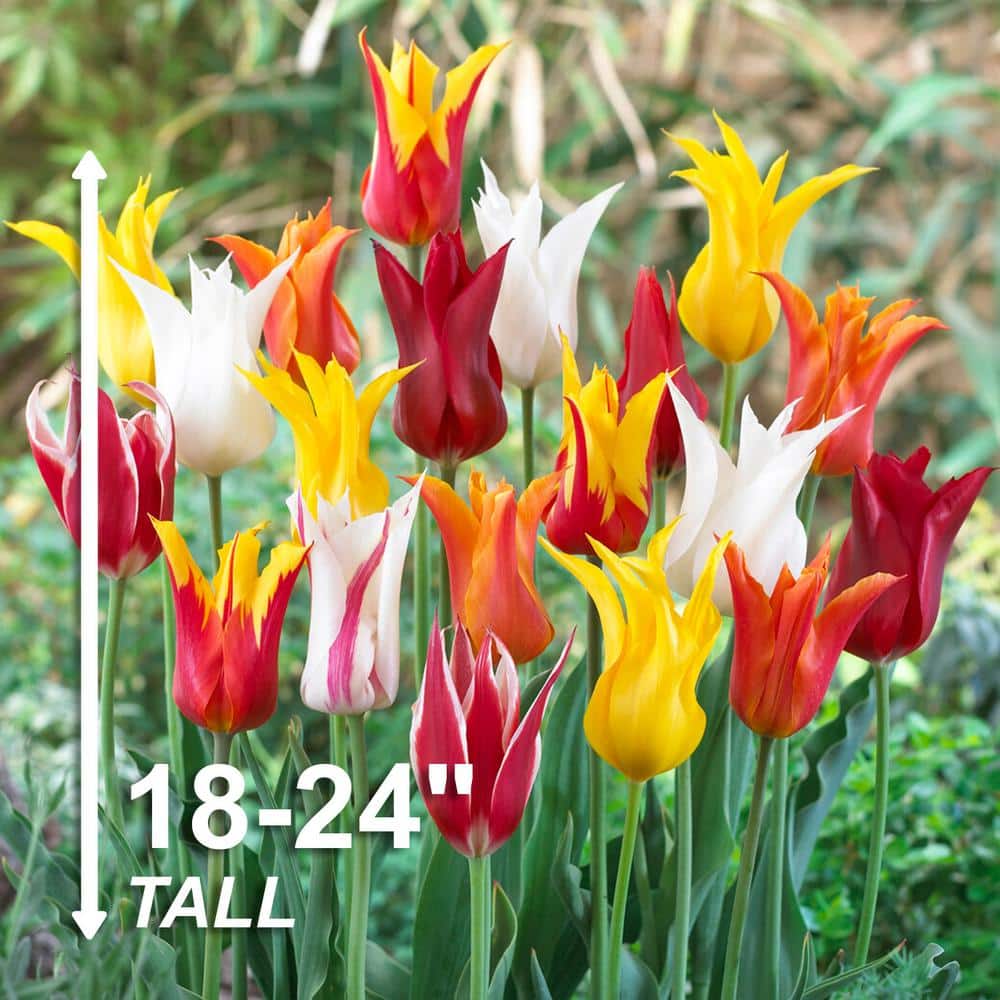  12/Plus Cm, Lily Flowering Mix Tulip Flower Bulbs (Bag Of 50)