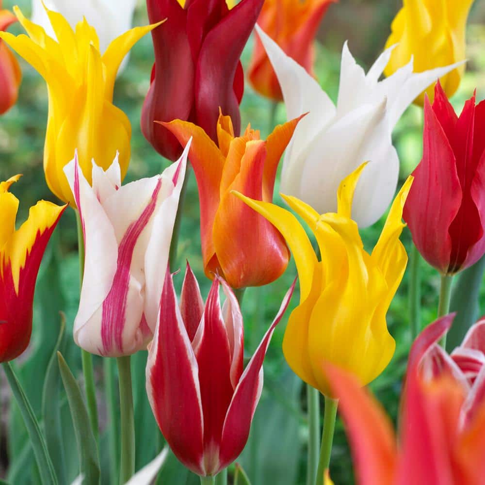  12/Plus Cm, Lily Flowering Mix Tulip Flower Bulbs (Bag Of 50)