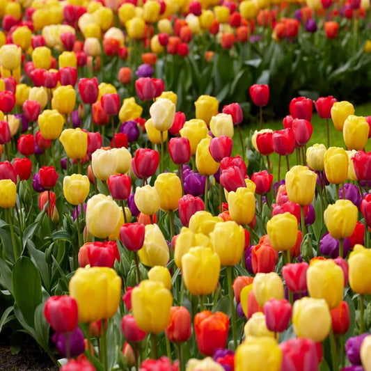 12/ Cm, Spring Sunrise Mix Tulip Flower Bulbs (Bag Of 25)