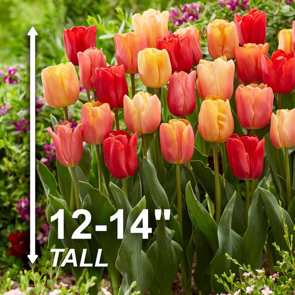  12/ Cm, Jimmy Mix Triumph Tulip Flower Bulbs (Bag Of 25)