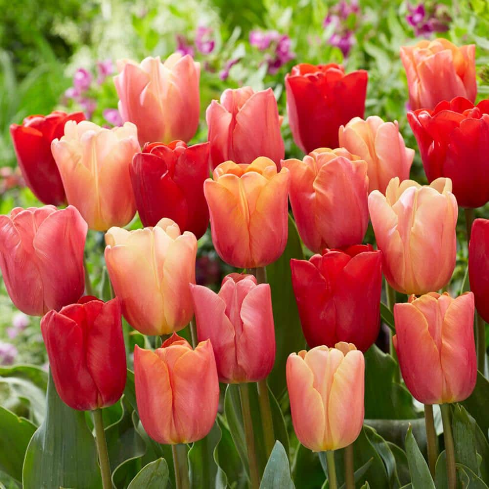  12/Plus Cm, Jimmy Mix Triumph Tulip Flower Bulbs (Bag Of 50)