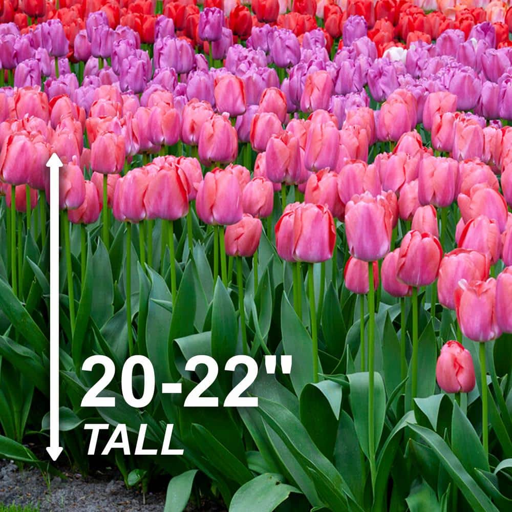  12/+ Cm, Festival Mix Darwin Hybrid Tulip Flower Bulbs (Bag Of 100)