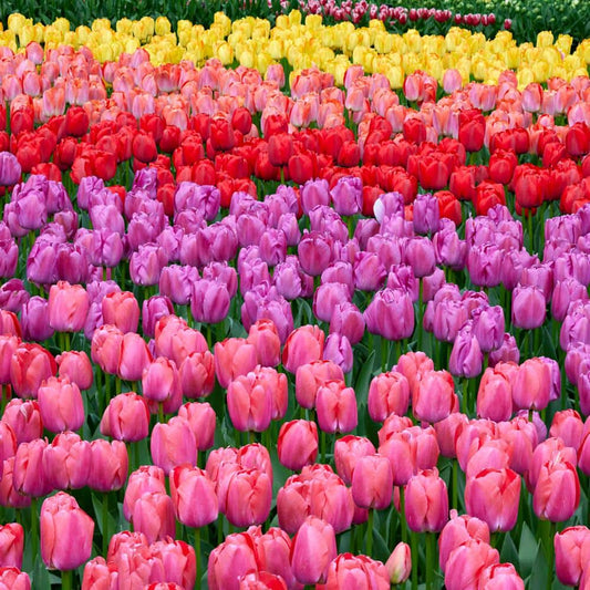  12/+ Cm, Festival Mix Darwin Hybrid Tulip Flower Bulbs (Bag Of 100)