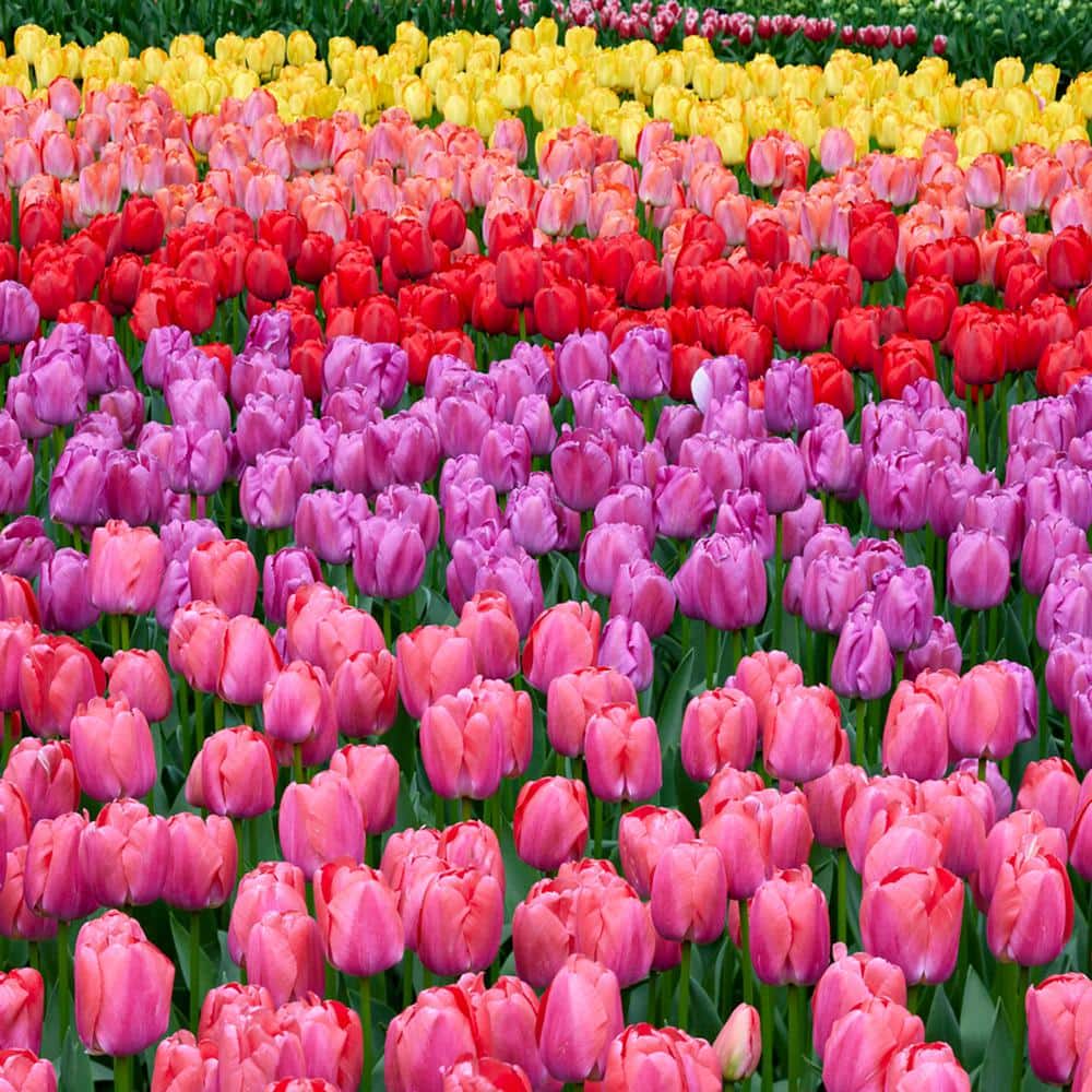  12/ Cm, Darwin Hybrid Festival Mix Tulip Flower Bulbs (Bag Of 25)