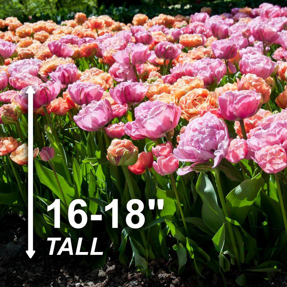  12/Plus Cm, Amazing Blend Double Mix Tulip Flower Bulbs (Bag Of 100)