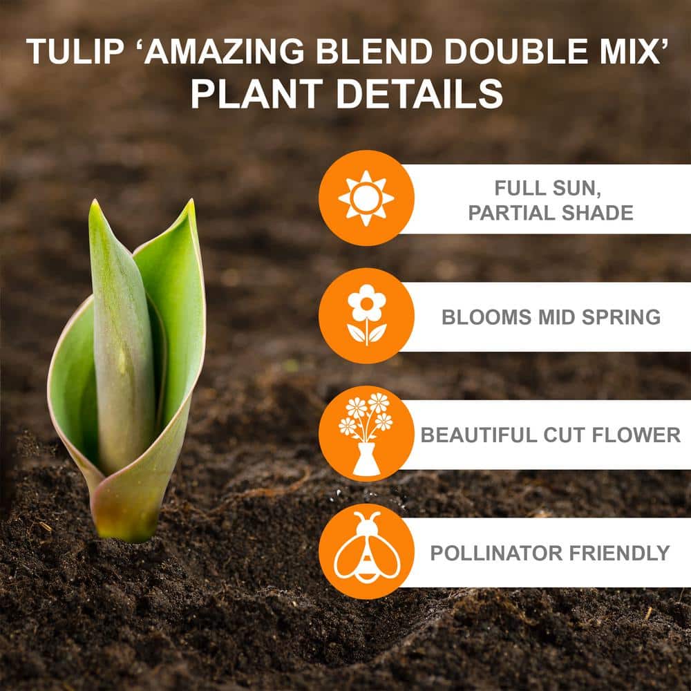  12/Plus Cm, Amazing Blend Double Mix Tulip Flower Bulbs (Bag Of 100)