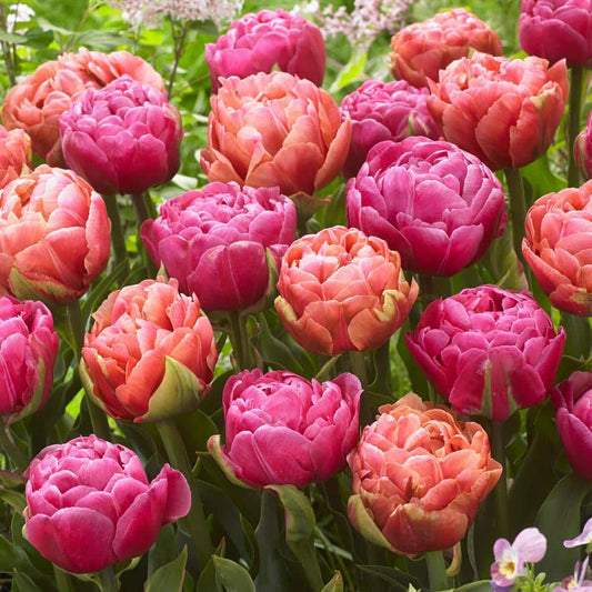  12/ Cm, Amazing Blend Double Mix Tulip Flower Bulbs (Bag Of 25)