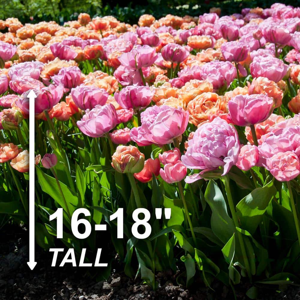  12/Plus Cm, Amazing Blend Double Mix Tulip Flower Bulbs (Bag Of 50)