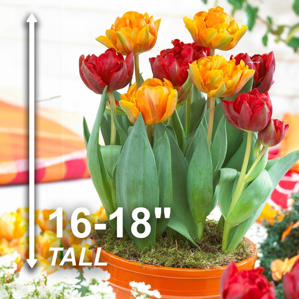  12/Plus Cm, Caribbean Mix Double Late Tulip Flower Bulbs (Bag Of 250)