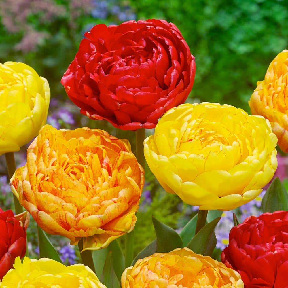  12/Plus Cm, Caribbean Mix Double Late Tulip Flower Bulbs (Bag Of 250)