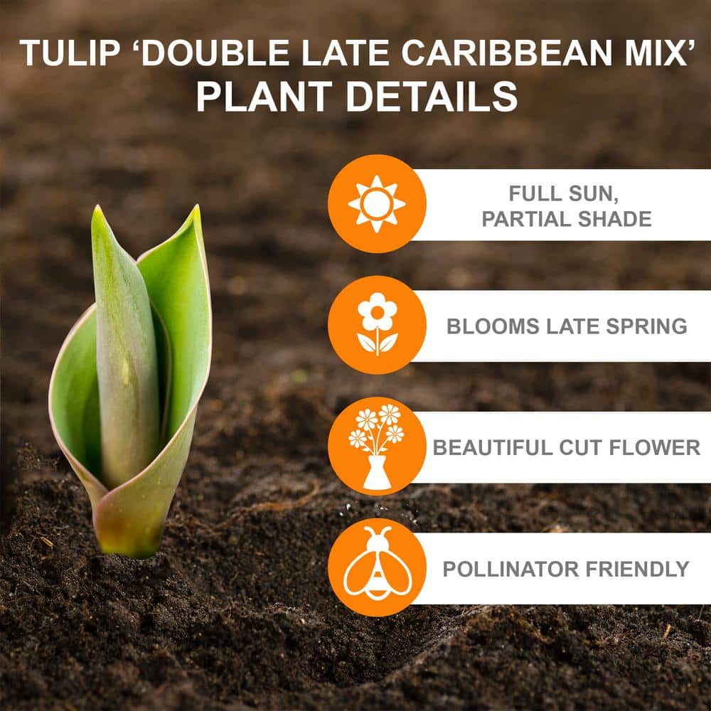  12/Plus Cm, Caribbean Mix Double Late Tulip Flower Bulbs (Bag Of 250)