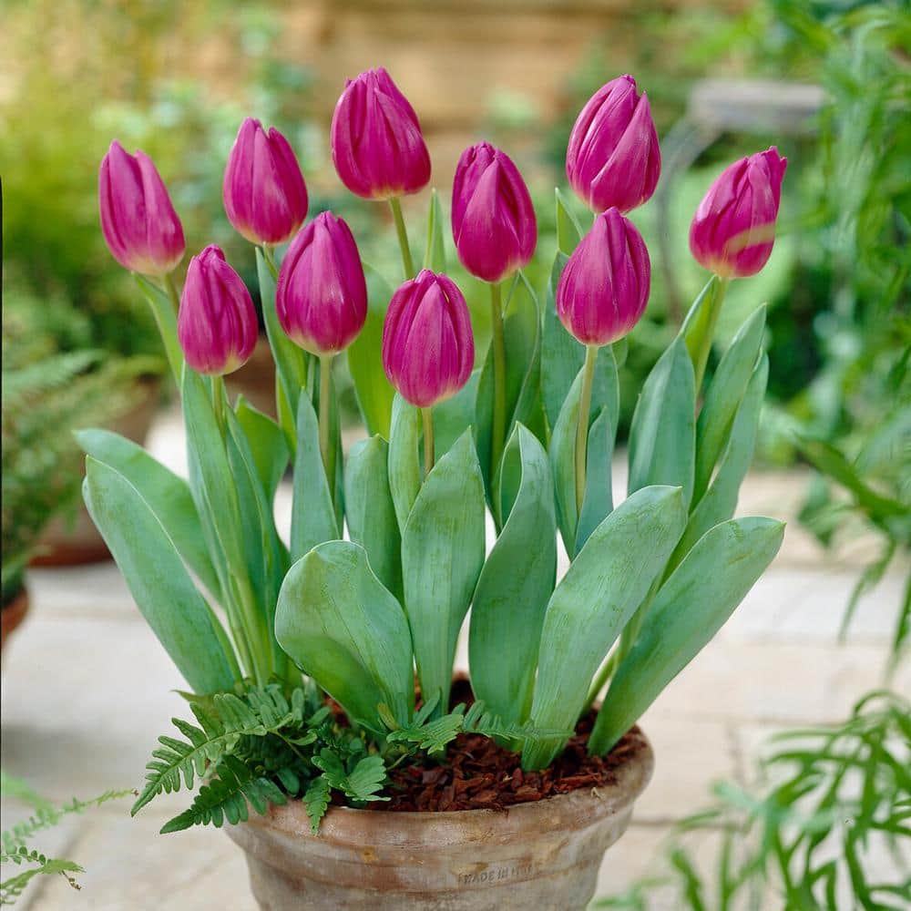  12/+ Cm, Purple Flag Triumph Tulip Flower Bulbs (Bag Of 250)