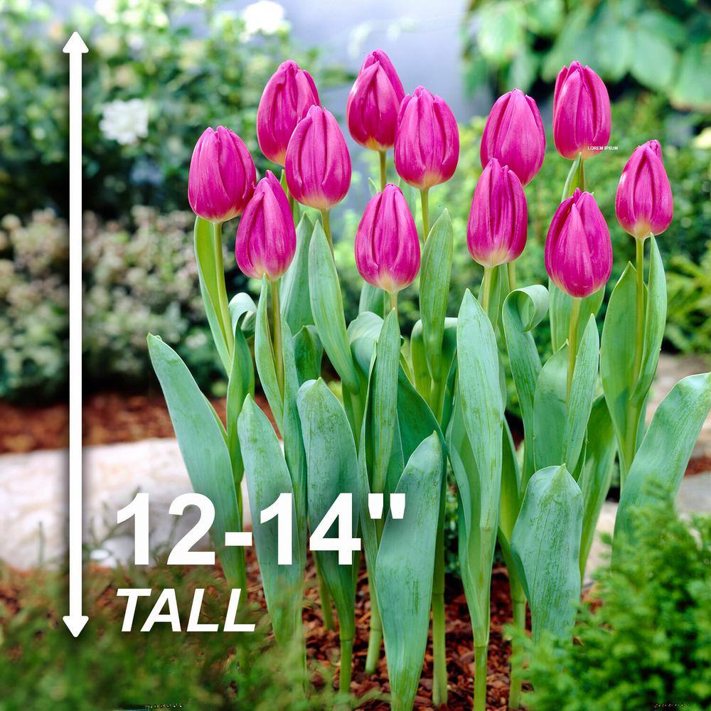  12/+ Cm, Purple Flag Triumph Tulip Flower Bulbs (Bag Of 250)