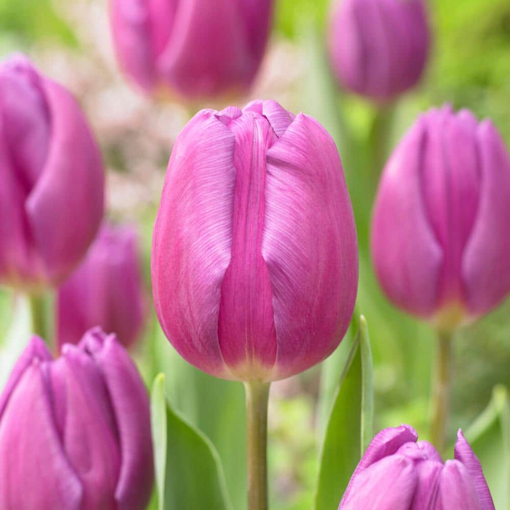  12/+ Cm, Purple Flag Triumph Tulip Flower Bulbs (Bag Of 250)