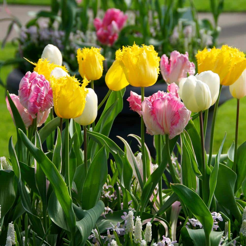 12/Plus Cm, Fringed Mix Tulip Flower Bulbs, Multi-Color (Bag Of 100)