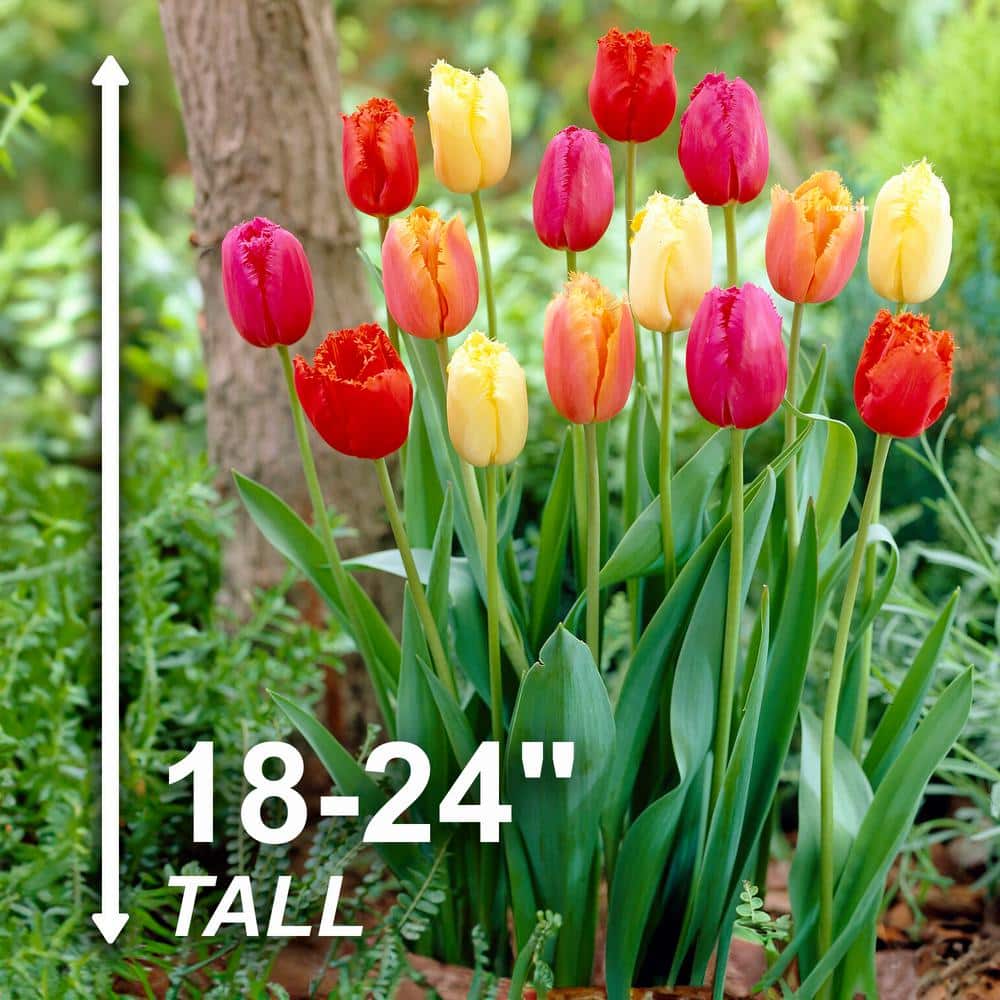  12/ Cm, Fringed Mix Tulip Flower Bulbs, Multicolor (Bag Of 25)